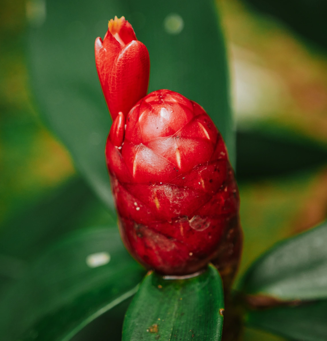 PANCs - Unconventional Food Plants