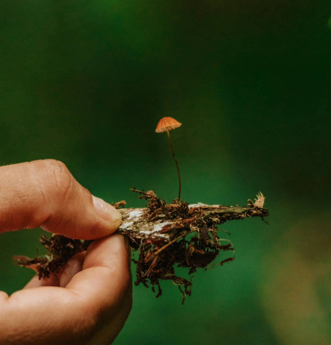 Mycotrail 