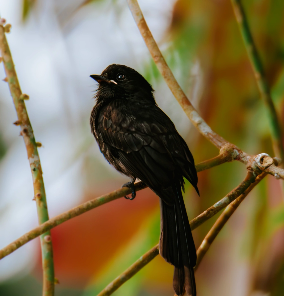 Birdwatching