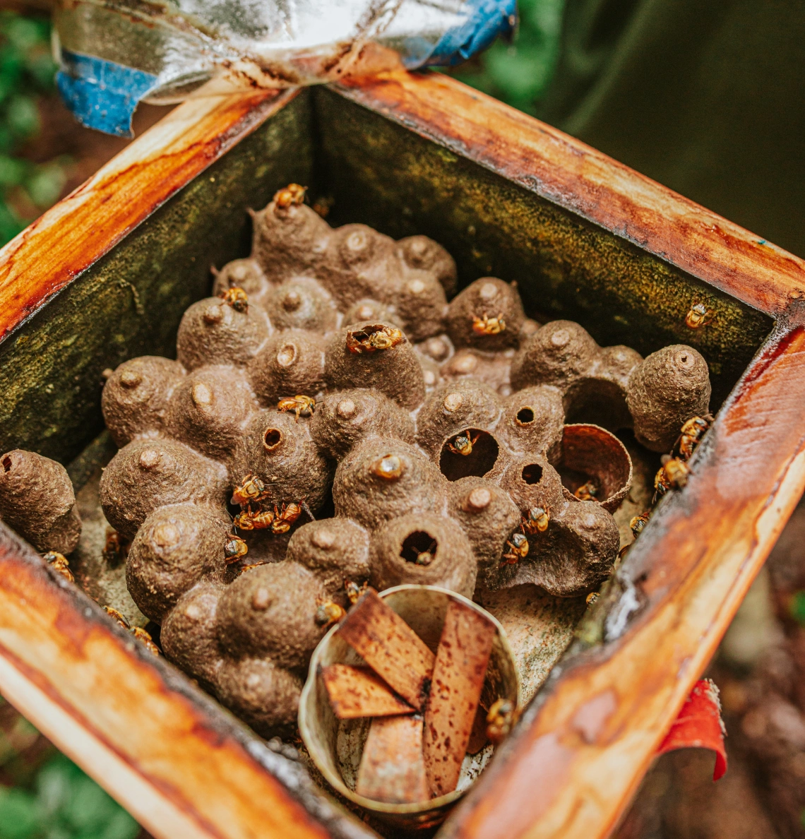 Getting to Know Stingless Bees