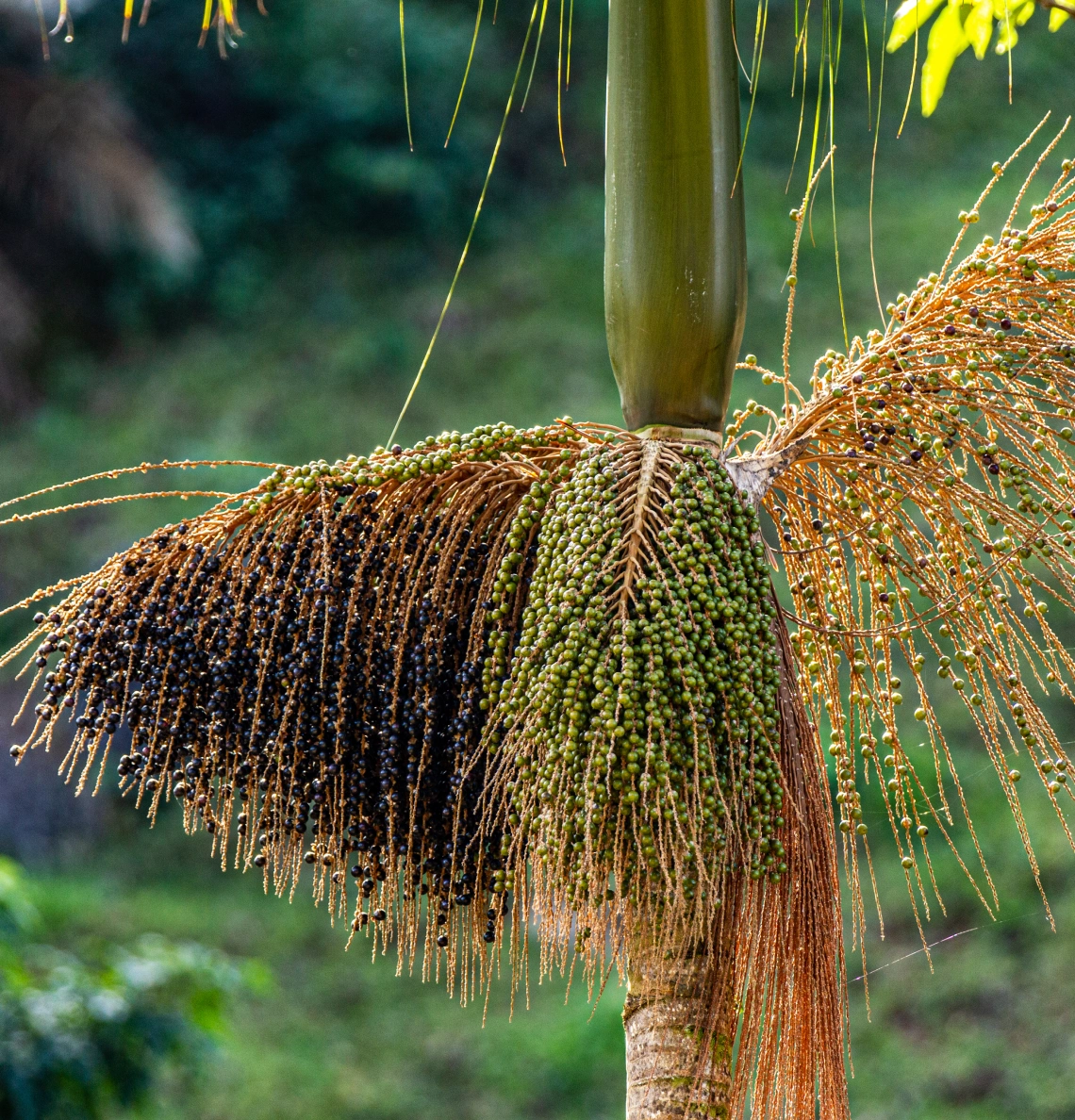 Juçara: Knowing to Conserve 