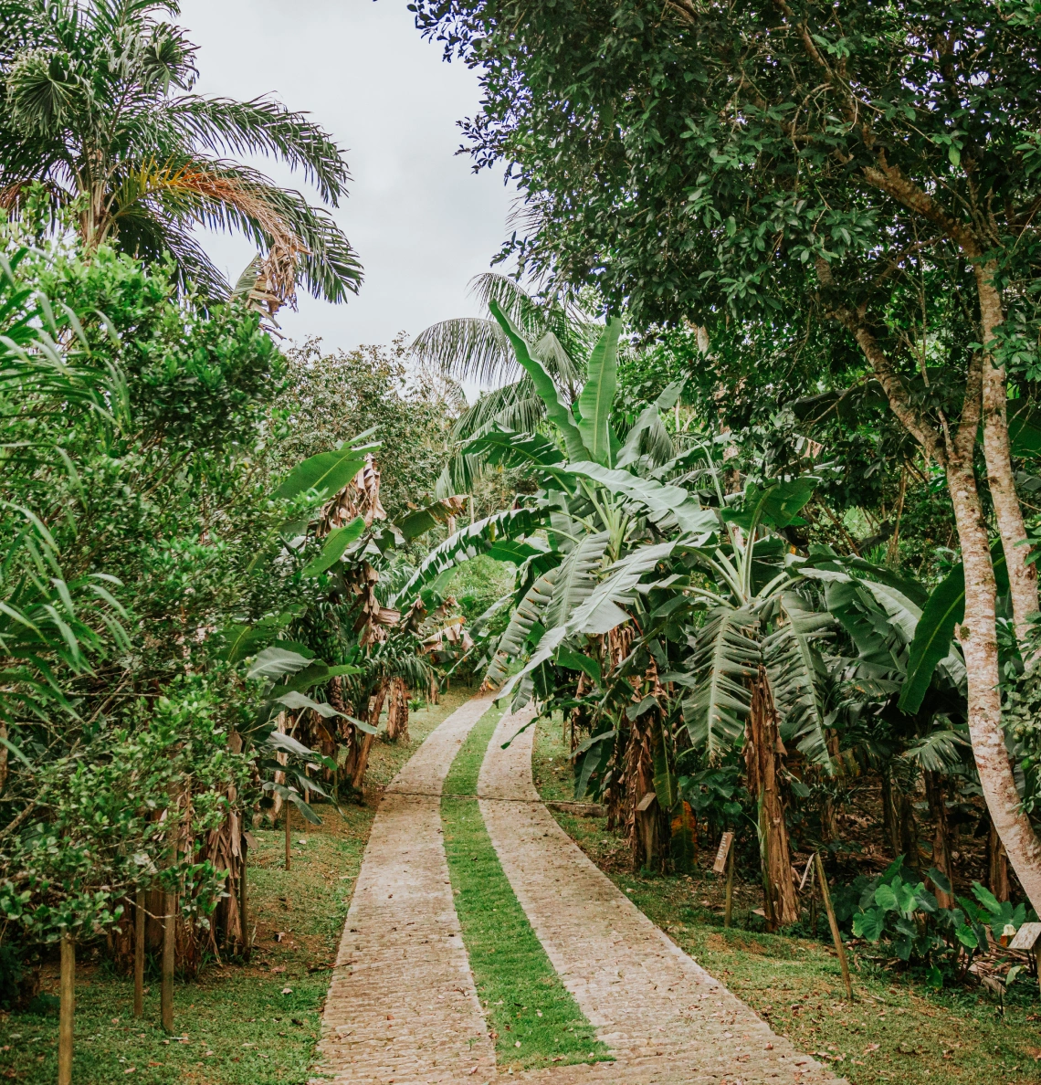 Imersão na agrofloresta