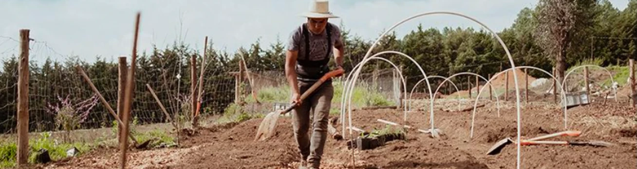 Gastronomia: do campo para a mesa