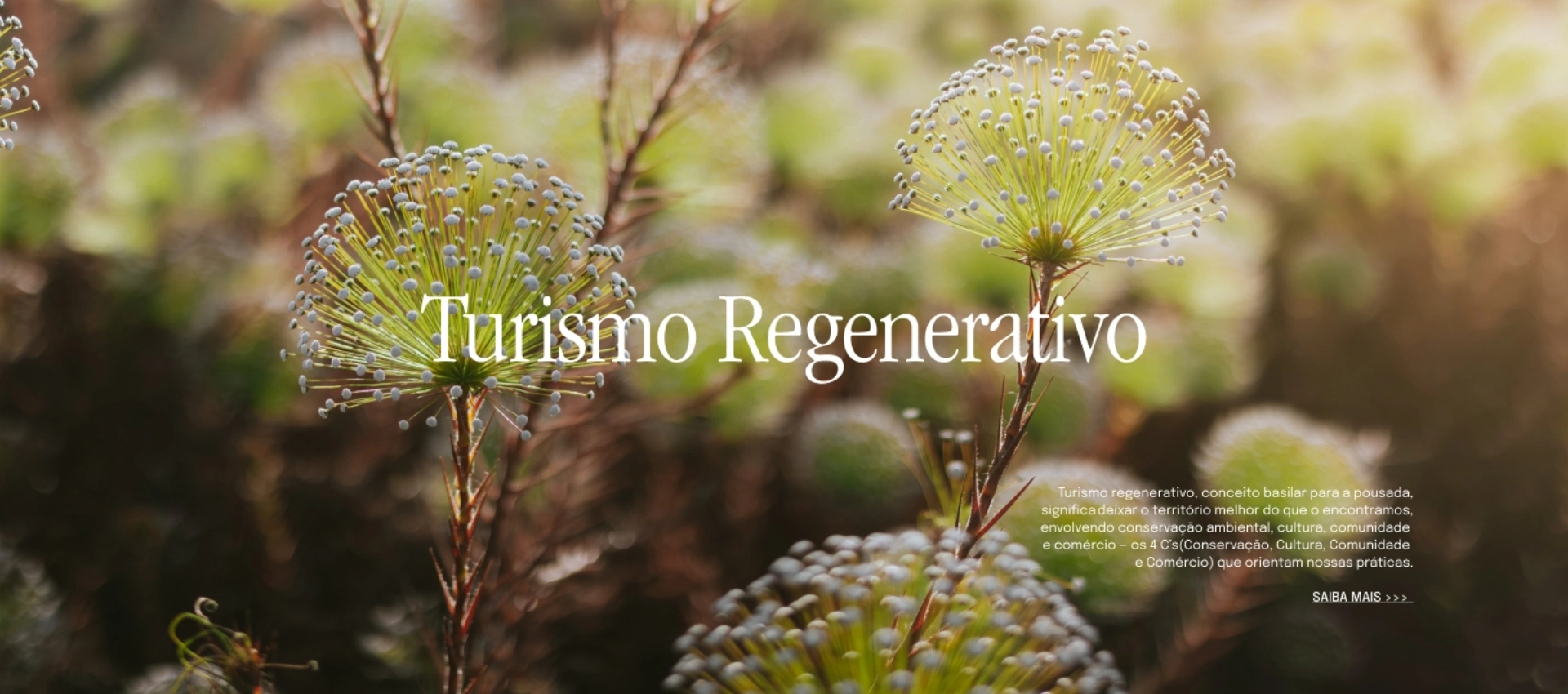 Turismo regenerativo
